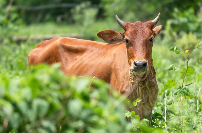 Gaushala (Ethical Dairy)